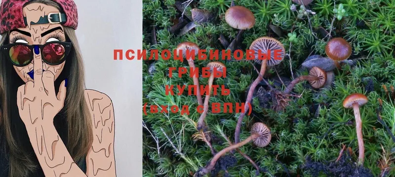 Псилоцибиновые грибы Psilocybe  ОМГ ОМГ ССЫЛКА  Поворино 